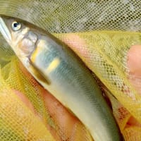 【釣】解禁2日目は叩かれ済でムズい状況　（2025/06/02　鮎　笹子川）