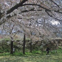 桜の花の下をお散歩