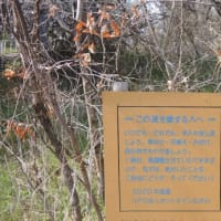 日本ムラサキ・公園デビュー