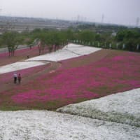 昔ならメーデーの昨日、太田市の芝桜絨毯を見学、呑龍様を訪ねて参拝
