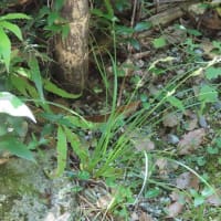 松尾寺周辺で植物調べ