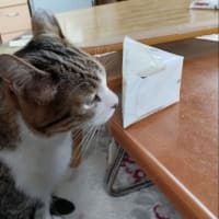 初ぅ❣️夢にゃん?🐾🥰