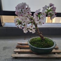 御殿場桜の花