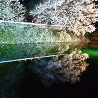 高島城の桜