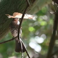 ヒトツバタゴ　ナンジャモンジャとして紹介されて居ることが多い