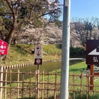 弘前公園　桜満開　2024.4.21
