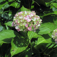 6月の花 ９