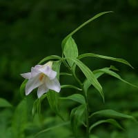 ヒメサユリです。