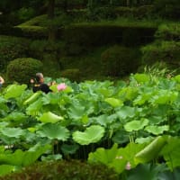 蓮の花咲く、山里の夏