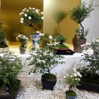 薔薇の盆栽