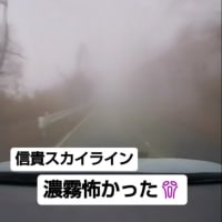 ドッグカフェメイプルさんへ