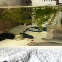 お久しぶりのブログ