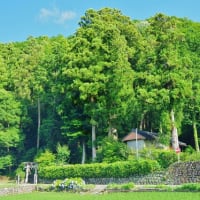 高知県香美市、香北町美良布「東山祇神社のスギ」です！！