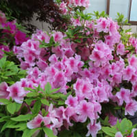 銭婆さんの庭が色付き出しました