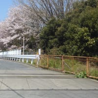 電鉄跡と多賀工場の桜
