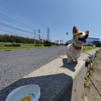あまりの暑さに・・・