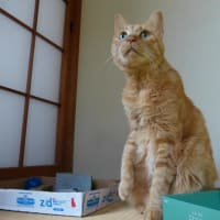 気が付けば１１月