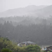 梅雨   2