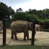 上野動物園★