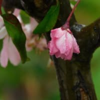 4月14日 今日の写真　・公園の桜 ・チューリップ ・ 新緑