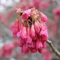 大仙公園のサクラ（２０２５年３月１７日）