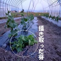 成長の「芽」を摘む？後々のため^^;