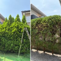 イブキ垣根の枝おろし・剪定作業｜コニファー系特有の通気性問題と対策