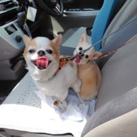 蓮ちゃんナナちゃん美容院へ