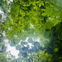 ブログ引っ越さなきゃですね〜