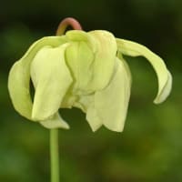 鉢植えの食虫植物（１）サラセニア  ａ、フラバ
