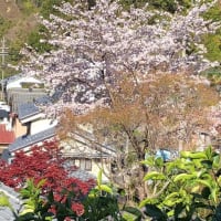 京都に負けじと茶地岡の桜。
