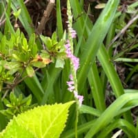 タペストリーと花