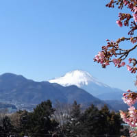 松田の河津桜