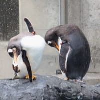 換羽前のペンギン