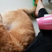 クリンへの想いは尽きなくて・・・317