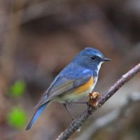 北海道で出会った鳥たち❼‼️     2025.6.17〜6.18   撮影