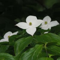 田植えの準備でした