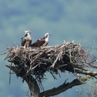 ミサゴのヒナ 巣立ちの決意