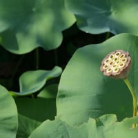 味真野苑　花蓮