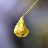 ゴ-ヤの花