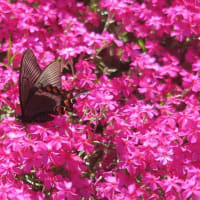 三島さんちの芝桜　俱知安町