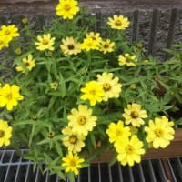 そろそろ、花。秋、、、