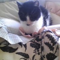 ココアちゃんくつろぎ中