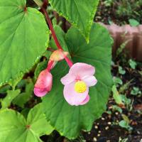 雑草の花も庭の一部