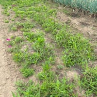 除草作業とジャガイモ堀り