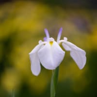  小岩菖蒲園（その２：花菖蒲いろいろ）