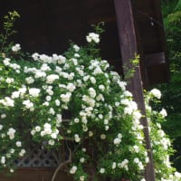 今年も白い蔓薔薇が咲きました