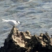 07/05旅日記-2：宮古島への旅2日目－④（東平安名崎で出会った鳥たち：ベニアジサシ、エリグロアジサシ、ほか）
