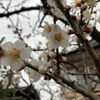梅〜は咲いたか♪桜はまだかいな🎶