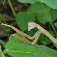 オオカマキリ